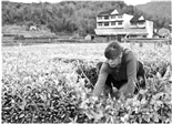 福鼎市點頭鎮(zhèn)大坪村常年培育茶苗外銷省內(nèi)外各地